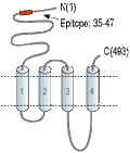 Anti-Nicotinic Acetylcholine Receptor α6 (CHRNA6) (extracellular) Antibody