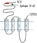 Guinea Pig Anti-Nicotinic Acetylcholine Receptor α7 (CHRNA7) (extracellular) Antibody
