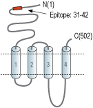 Anti-Nicotinic Acetylcholine Receptor α7 (CHRNA7) (extracellular) Antibody