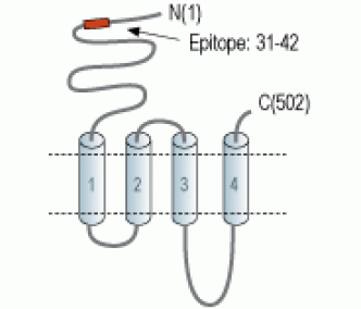 Nicotinic Acetylcholine Receptor α7/CHRNA7 (extracellular) Blocking Peptide