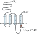 Anti-Nicotinic Acetylcholine Receptor α10 (CHRNA10) Antibody