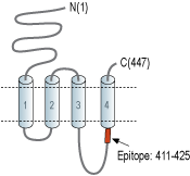 Anti-Nicotinic Acetylcholine Receptor α10 (CHRNA10) Antibody