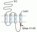 Nicotinic Acetylcholine Receptor α10/CHRNA10 Blocking Peptide