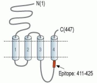 Nicotinic Acetylcholine Receptor α10/CHRNA10 Blocking Peptide