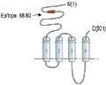 Anti-Nicotinic Acetylcholine Receptor β1 (CHRNB1) (extracellular) Antibody