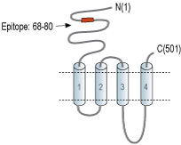 Anti-Nicotinic Acetylcholine Receptor β1 (CHRNB1) (extracellular) Antibody