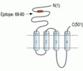 Nicotinic Acetylcholine Receptor β1/CHRNB1 (extracellular) Blocking Peptide