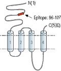 Anti-Nicotinic Acetylcholine Receptor β2 (CHRNB2) (extracellular) Antibody