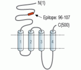 Nicotinic Acetylcholine Receptor β2/CHRNB2 (extracellular) Blocking Peptide