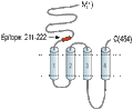 Anti-Nicotinic Acetylcholine Receptor β3 (CHRNB3) (extracellular) Antibody