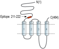 Anti-Nicotinic Acetylcholine Receptor β3 (CHRNB3) (extracellular) Antibody