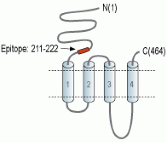 Nicotinic Acetylcholine Receptor β3/CHRNB3 (extracellular) Blocking Peptide