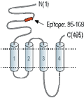 Anti-Nicotinic Acetylcholine Receptor β4 (CHRNB4) (extracellular) Antibody