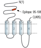 Anti-Nicotinic Acetylcholine Receptor β4 (CHRNB4) (extracellular) Antibody