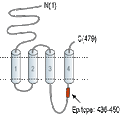 Anti-Nicotinic Acetylcholine Receptor α9 (CHRNA9) Antibody