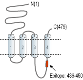 Anti-Nicotinic Acetylcholine Receptor α9 (CHRNA9) Antibody