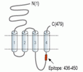 Nicotinic Acetylcholine Receptor α9/CHRNA9 Blocking Peptide