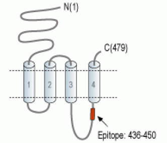 Nicotinic Acetylcholine Receptor α9/CHRNA9 Blocking Peptide
