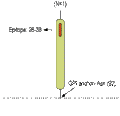 Anti-Lynx1 (extracellular) Antibody