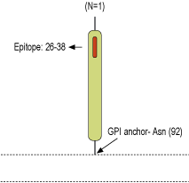 Anti-Lynx1 (extracellular) Antibody