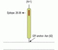 Lynx1 (extracellular) Blocking Peptide
