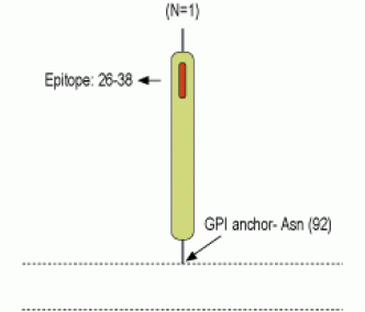 Lynx1 (extracellular) Blocking Peptide