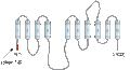 Anti-Alpha 1 Na+/K+ ATPase Antibody