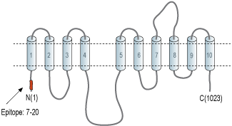 Anti-Alpha 1 Na+/K+ ATPase Antibody