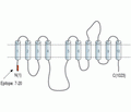 Alpha 1 Na+/K+ ATPase Blocking Peptide