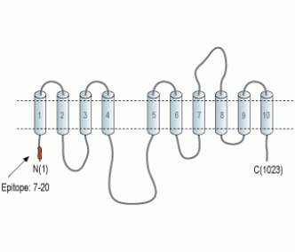 Alpha 1 Na+/K+ ATPase Blocking Peptide