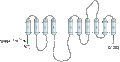 Anti-Alpha 2 Na+/K+ ATPase Antibody