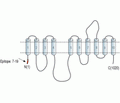 Alpha 2 Na+/K+ ATPase Blocking Peptide