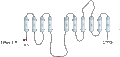 Anti-Alpha 3 Na+/K+ ATPase Antibody