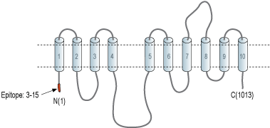 Anti-Alpha 3 Na+/K+ ATPase Antibody