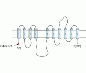 Alpha 3 Na+/K+ ATPase Blocking Peptide