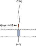 Anti-Beta 2 Na+/K+ ATPase (extracellular) Antibody