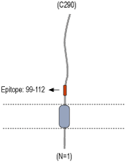 Anti-Beta 2 Na+/K+ ATPase (extracellular) Antibody