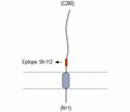 β 2 Na+/K+ ATPase (extracellular) Blocking Peptide