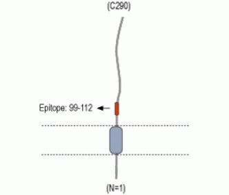 β 2 Na+/K+ ATPase (extracellular) Blocking Peptide