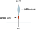 Anti-ATP1B3 (extracellular) Antibody