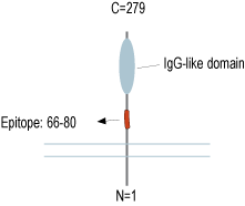 Anti-ATP1B3 (extracellular) Antibody