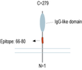 ATP1B3 (extracellular) Blocking Peptide