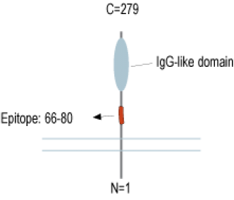 ATP1B3 (extracellular) Blocking Peptide