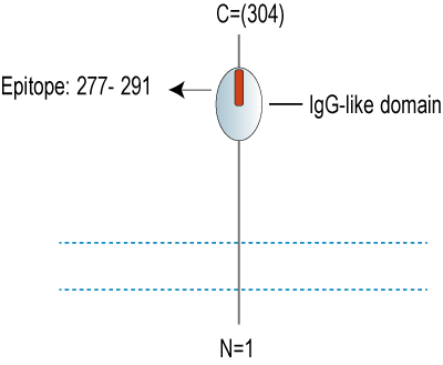 Anti-Beta 1 Na+/K+ ATPase (extracellular) Antibody