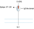 Beta 1 Na+/K+ ATPase (extracellular) Blocking Peptide