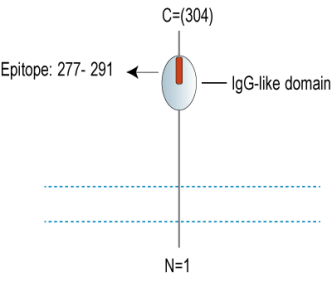 Beta 1 Na+/K+ ATPase (extracellular) Blocking Peptide