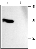 Anti-SNAP-25 Antibody