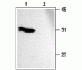 SNAP-25 Blocking Peptide