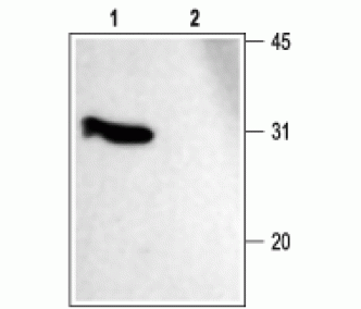 SNAP-25 Blocking Peptide