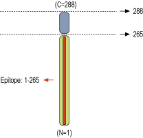 Anti-Syntaxin 1 Antibody